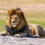 lion