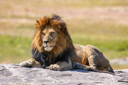 lion